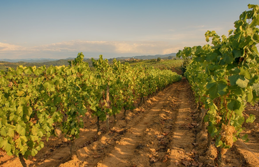 Dublin Wine Festival at the Morrison Hotel Pynck