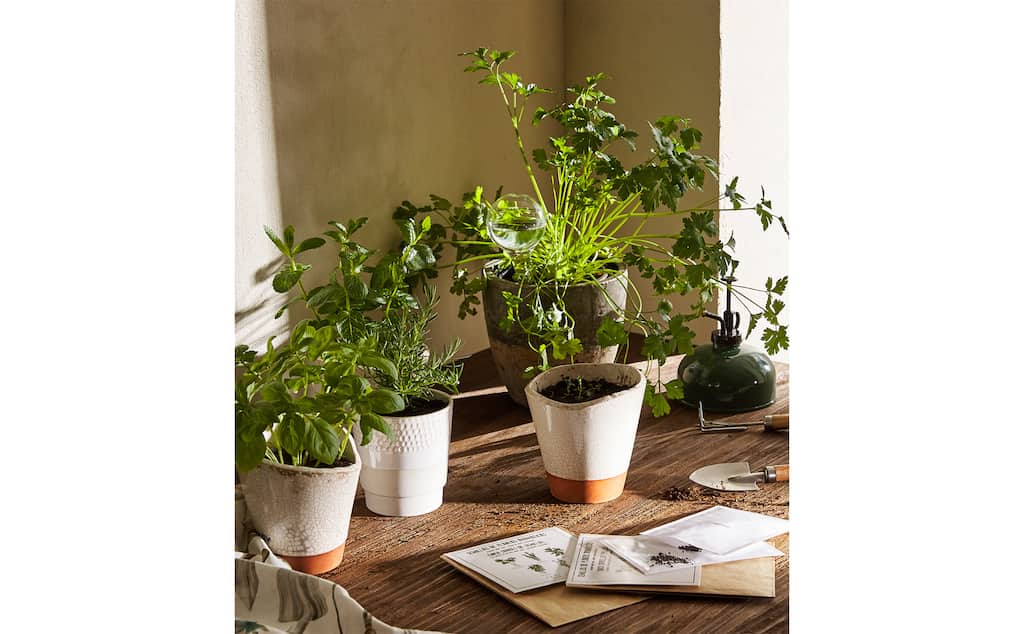 Image of the product PARSLEY, BASIL, ROSEMARY, MINT AND THYME SEEDS