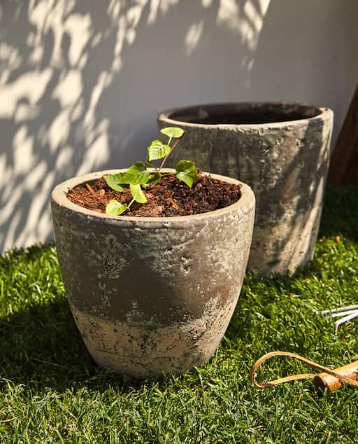 Image of the product TERRACOTTA PLANT POT