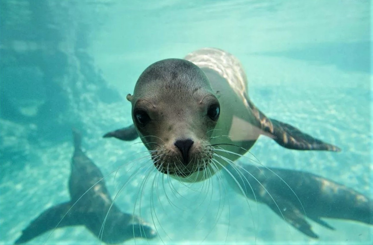 Campaign to raise funds for Dublin Zoo underway Pynck