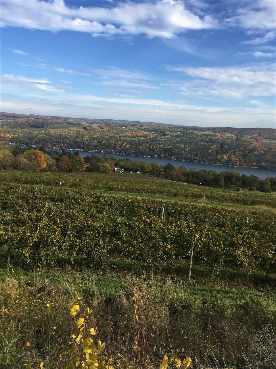 Bully Hill view ny Wine cropped.jpg