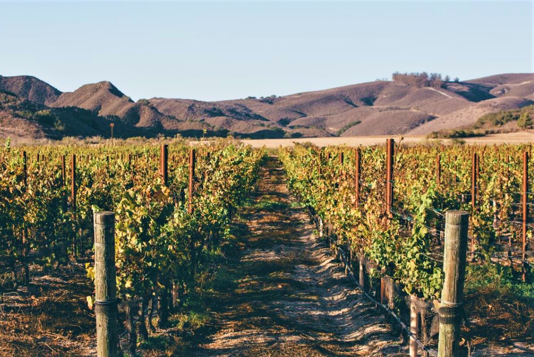 Melville Vineyard Winery CA (2) cropped.JPG