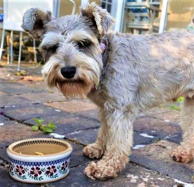 Buy Irish Nicholas Mosse dog bowl cropped.jpg