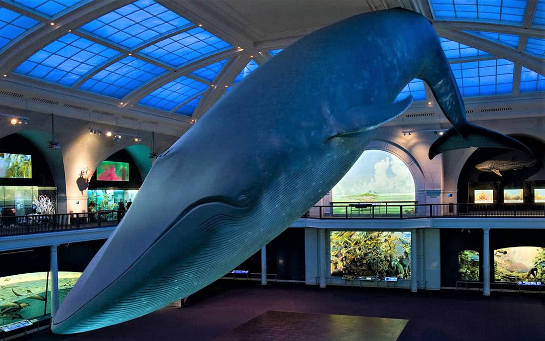 am Museum of natural history blue whale store cropped.jpg