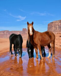 navajo wild horses in monument valley discover nav