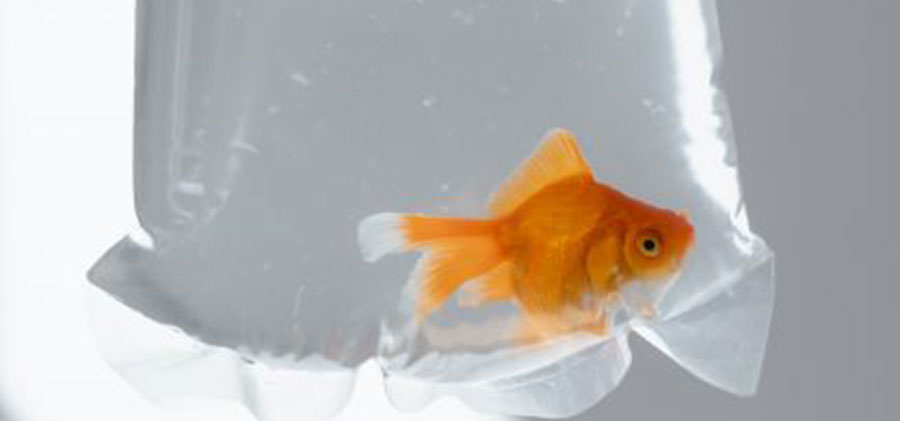 Artnet News - Goldfish-Harming Art Show Sparks Outcry in Korea