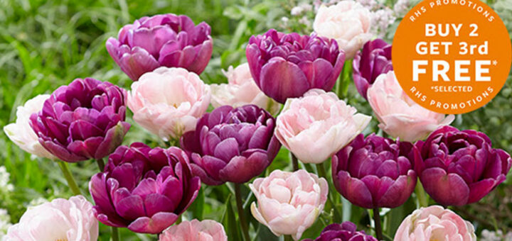 RHS Shop Order tulip bulbs now and get the 21 FREE offer 2a 3