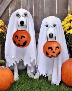 2 dogs halloween costume 2 jpg
