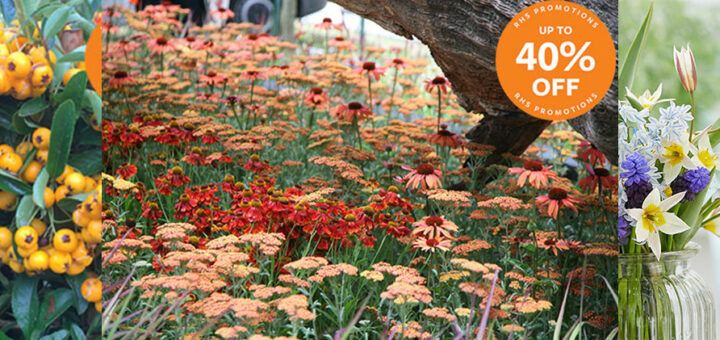 RHS Shop Save up to 40 off in online autumn plant sale 4f