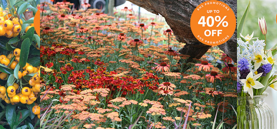 RHS Shop - Save up to 40% off in online autumn plant sale