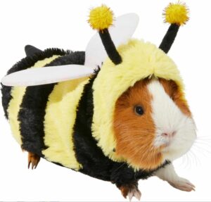 guinea pig bumble bee costume chewy jpg