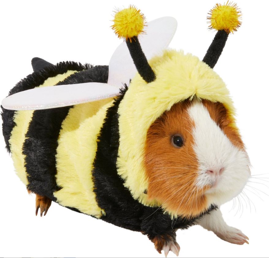 Guinea pig bumble bee costume chewy .jpg