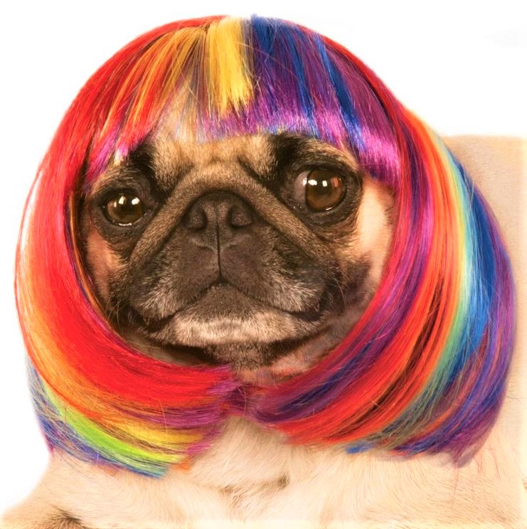 Halloween baxter boo rainbow fashion wig for pup  (2) cropped.jpg
