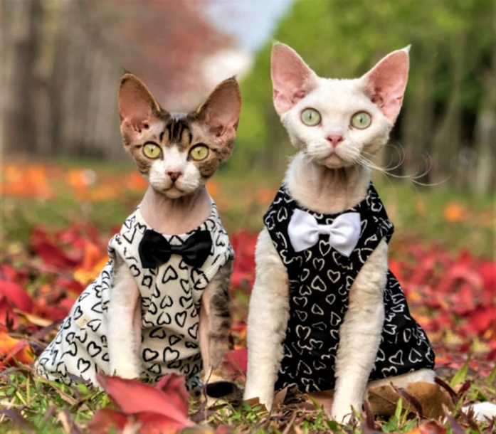 Halloween bespoke tails 2 cats sweater dress  (2).jpg