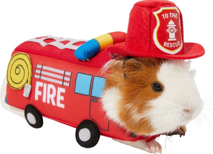 Halloween chewy guinea pig fire truck.JPG