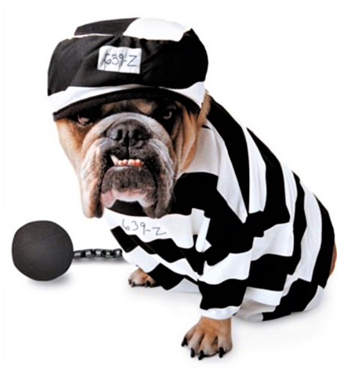 Halloween dog prison costume etsy  (2).jpg