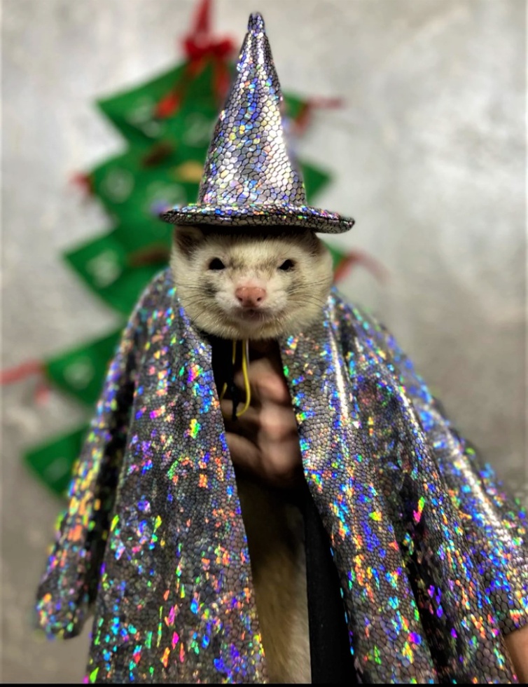 Halloween ferret costume  (2).jpg