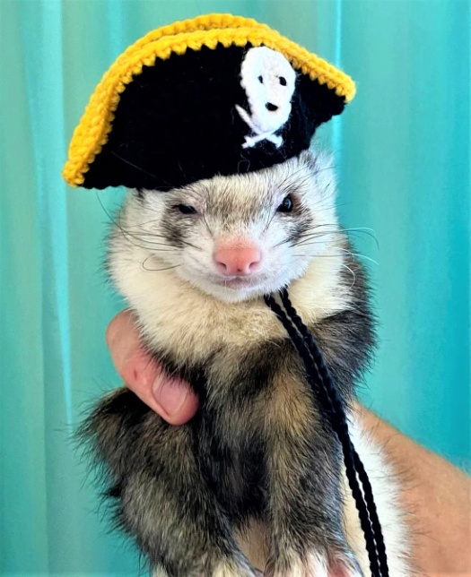 Halloween ferret pirate hat  (2).jpg