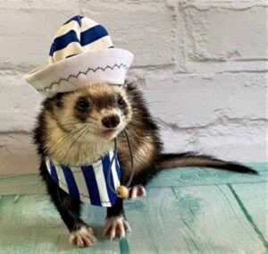 halloween ferret sailor suit 2 jpg