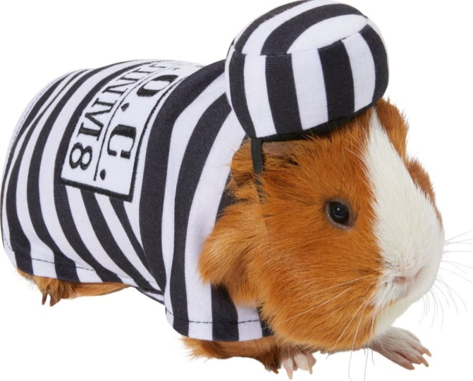 Halloween guinea pig prisoner chewy.JPG