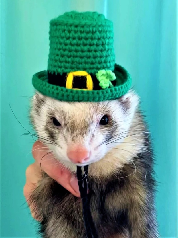 Halloween Irish ferret hat leprechan  (2).jpg