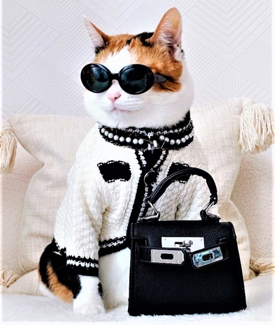 Halloween Paris Hilton cat etsy use this image Miyopet  (2) cropped.jpg
