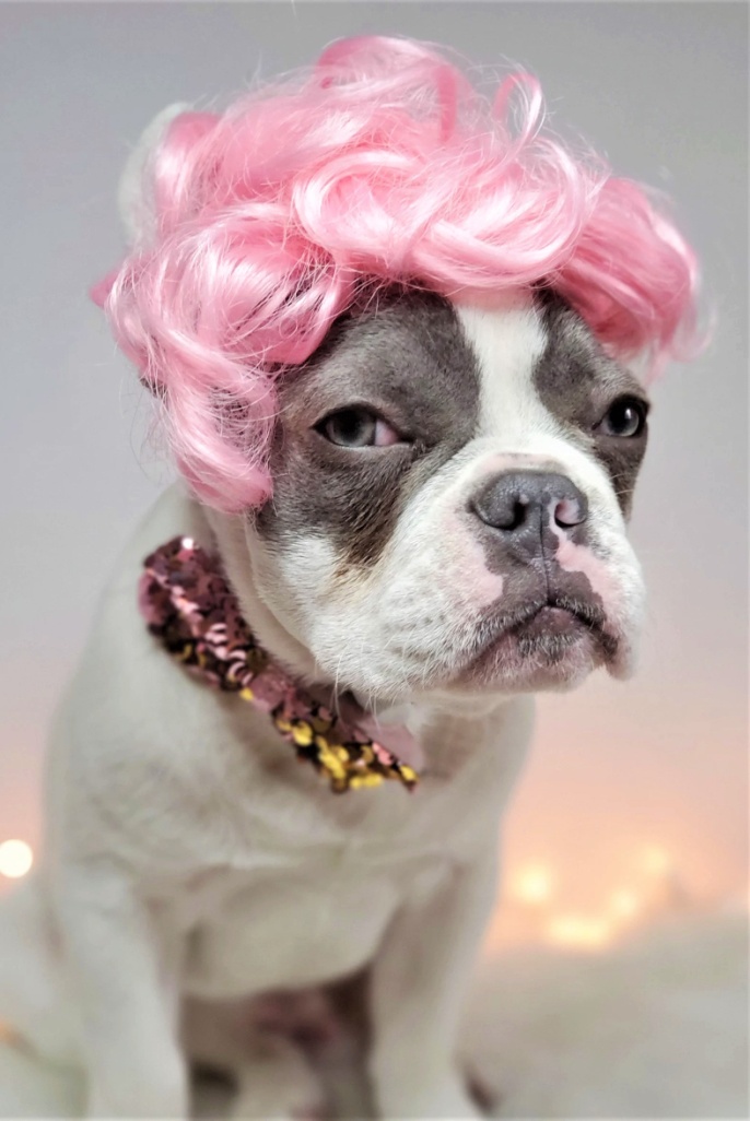 Halloween pink wig dog etsy  (2) cropped.jpg