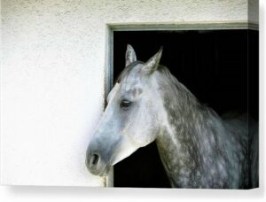 horse a grey appaloosa horse canvas print fine art