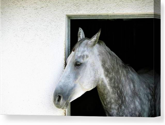 Horse a-grey-appaloosa-horse-canvas-print fine art america (2) cropped.jpg