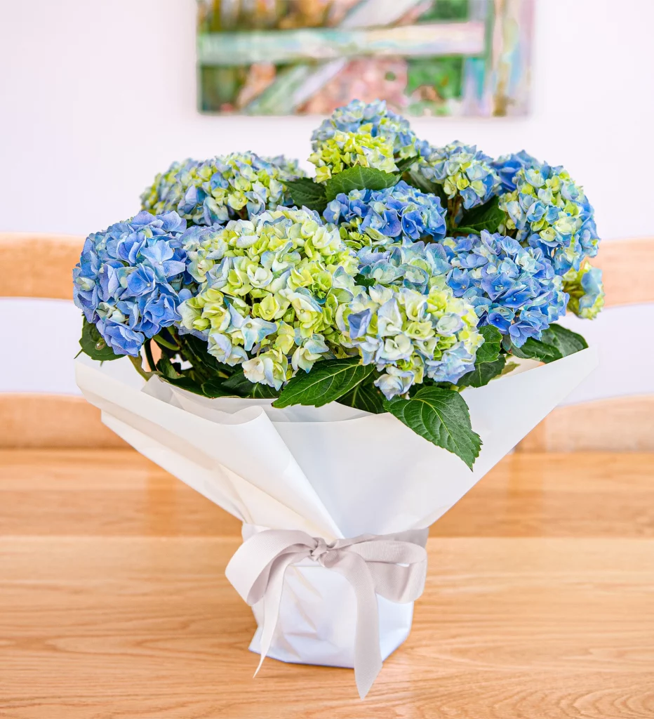 bouquet flowers blue hydrangea