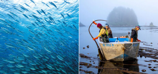 SnowRock Sign the petition Protect the ocean 2s