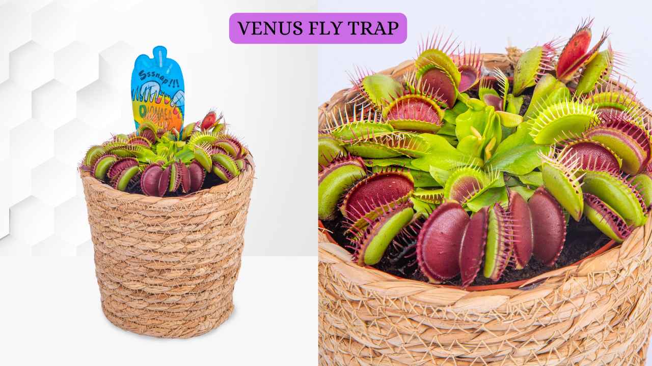Venus Fly Trap - Exclusive Limited Edition Plant by Prestige Flowers