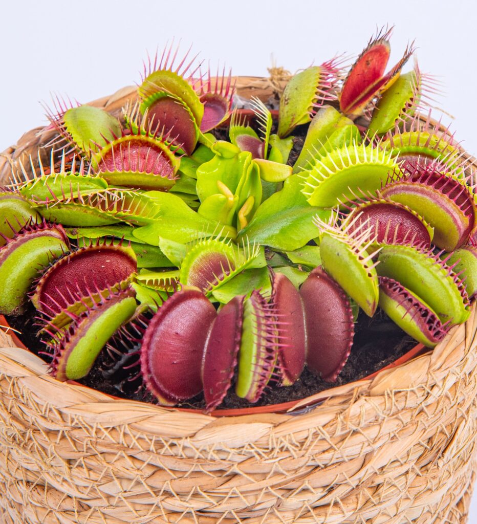 venus fly trap plant to buy