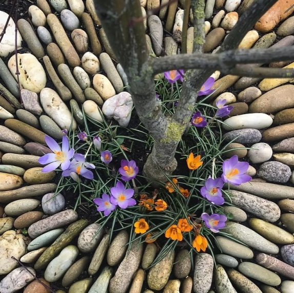 IR25 SA Pebble art around tree.jpg