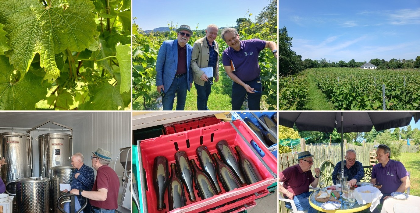 Irish Organic White Wine: The Story Behind Fáda’s Field of Dreams 1 Irish Organic White Wine